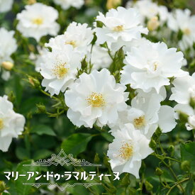 楽天市場 一重咲き 種類 植物 バラ の通販
