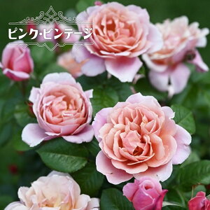四季咲き半つるバラ 【ピンクビンテージ】 2年生大苗 6号ポット