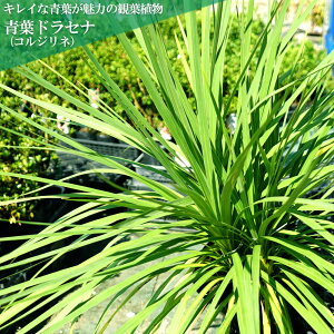 観葉植物 庭木 低木 常緑樹の人気商品 通販 価格比較 価格 Com