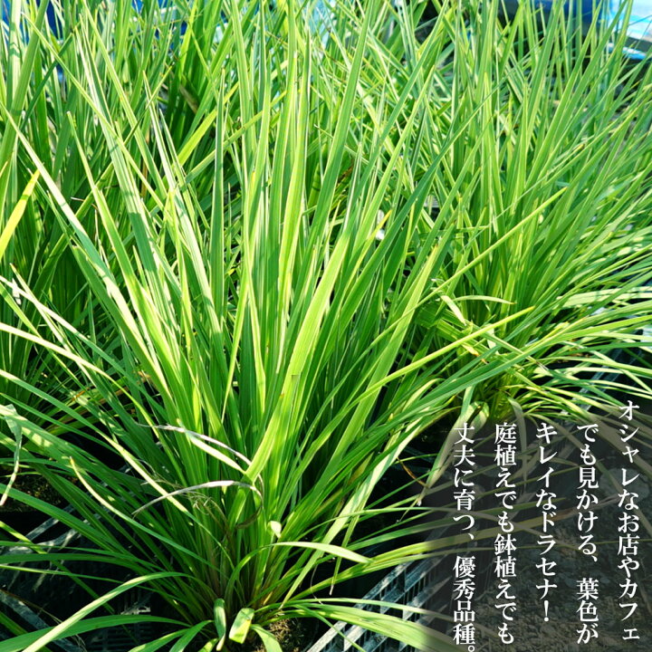 楽天市場 コルジリネ ドラセナ 青葉ドラセナ 地中ポット苗 低木 庭木 常緑樹 苗木部 ｂｙ 花ひろばオンライン