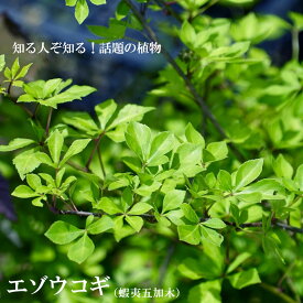 楽天市場 珍しい 苗木の通販