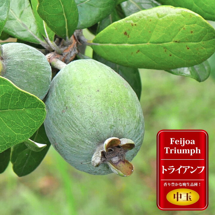 楽天市場】フェイジョア 苗 【トライアンフ】 2年生 挿木苗 : 苗木部 
