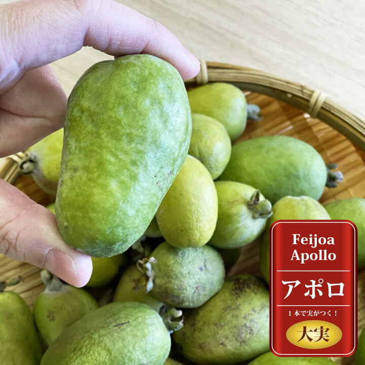 楽天市場】フェイジョア 苗 【アポロ】 2年生 挿木苗 : 苗木部 by 花 