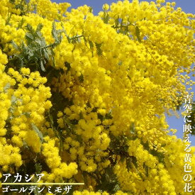 楽天市場 ミモザ 苗 育て 方の通販