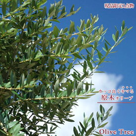 楽天市場 鉢植え 木 目隠し 種類 植物 オリーブ の通販