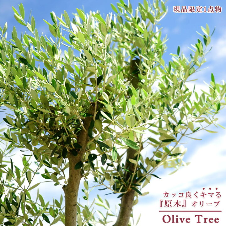 楽天市場 国産 オリーブ原木 現品1点物 オリーブの木 特大苗 1 シンボルツリー 西濃運輸お届け 北海道 沖縄 離島不可 苗木部 ｂｙ 花ひろばオンライン