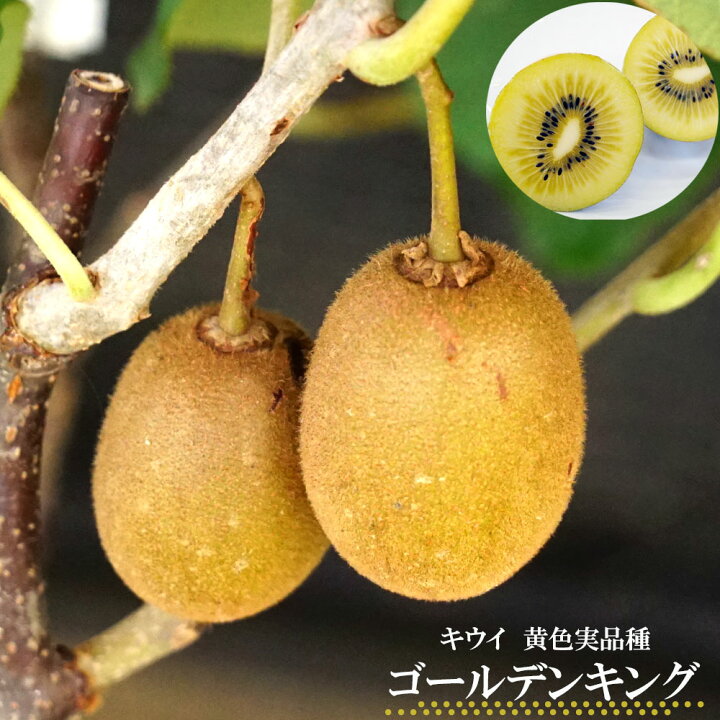楽天市場 ゴールデンキング メス ゴールドキウイ 1年生 接ぎ木 苗木 苗木部 ｂｙ 花ひろばオンライン