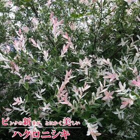 楽天市場 庭木 落葉低木 季節別分類 春 4 5月 を楽しむ ハクロニシキ 苗木部 ｂｙ 花ひろばオンライン
