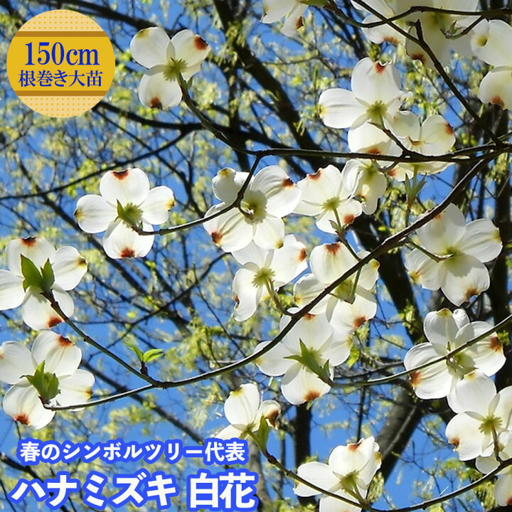 楽天市場 白花ハナミズキ 根巻き大苗 大型宅配便 沖縄 離島不可 苗木部 by 花ひろばオンライン 楽天市場 白花ハナミズキ 根巻き大苗 大型宅配便 沖縄 離島不可 苗木部 by 花ひろばオンライン