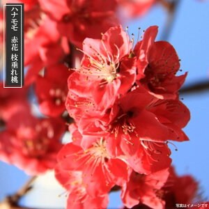 花 モモ 苗の人気商品 通販 価格比較 価格 Com