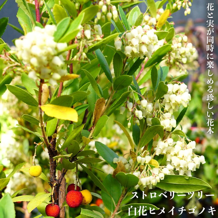楽天市場 白花ヒメイチゴノキ ストロベリーツリー ポット苗 低木 低木 庭木 常緑樹 苗木部 ｂｙ 花ひろばオンライン
