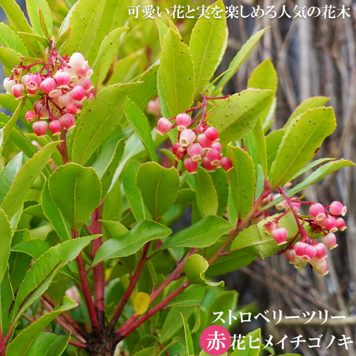 楽天市場 赤花ヒメイチゴノキ ストロベリーツリー ポット苗 低木 低木 庭木 常緑樹 苗木部 by 花ひろばオンライン 楽天市場 赤花ヒメイチゴノキ ストロベリーツリー ポット苗 低木 低木 庭木 常緑樹 苗木部 by 花ひろばオンライン