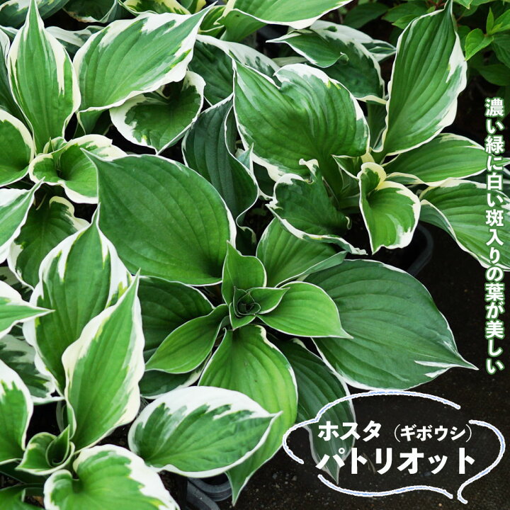 楽天市場 パトリオット ギボウシ ホスタ 6号ポット大苗 苗木部 ｂｙ 花ひろばオンライン
