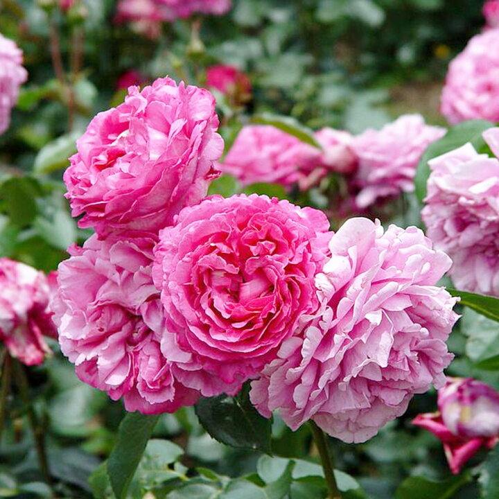 楽天市場 バラ苗 イブピアッチェ 国産苗 大苗 6号ポット 四季咲き ピンク 強香 苗木部 by 花ひろばオンライン 楽天市場 バラ苗 イブピアッチェ 国産苗 大苗 6号ポット 四季咲き ピンク 強香 苗木部 by 花ひろばオンライン