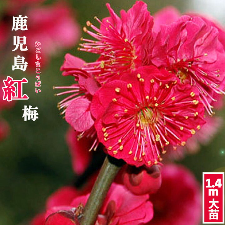 楽天市場 鹿児島紅梅 花梅 2年生接木 大苗 観賞花木 大型宅配便 沖縄 離島不可 苗木部 ｂｙ 花ひろばオンライン