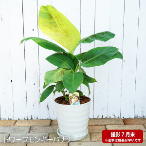 バナナ 鉢植えの人気商品 通販 価格比較 価格 Com