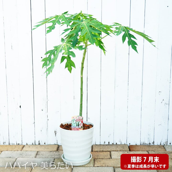 楽天市場 在庫処分値下げ中 観葉植物に 美らタイ 青パパイヤ フレグラーポット大苗 鉢植え 受け皿付き 実生 愛知県産 贈り物 苗木部 ｂｙ 花ひろばオンライン