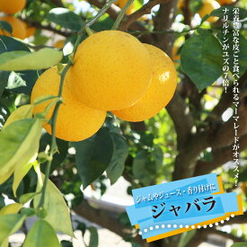 香酸みかん 【じゃばら】 2年生 接木 苗 果樹 柑橘