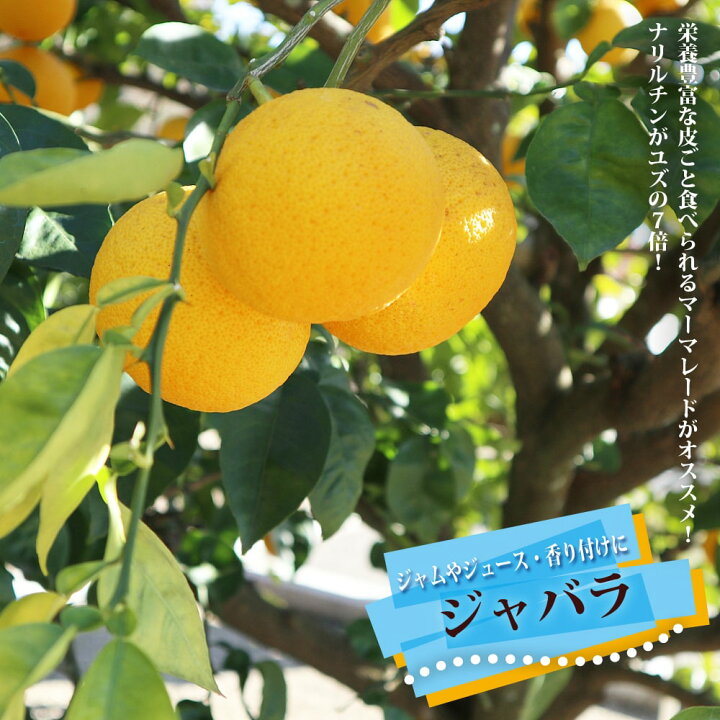 楽天市場 香酸ミカン ジャバラ じゃばら 2年生 接ぎ木 苗 果樹 柑橘 苗木部 ｂｙ 花ひろばオンライン