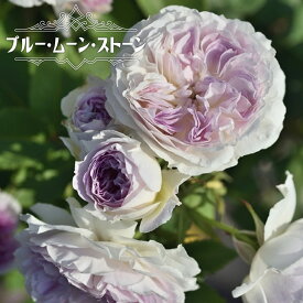 楽天市場 四季咲き つるバラ 紫の通販