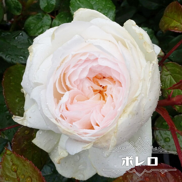 楽天市場 バラ苗 ボレロ 大苗 木立バラ 京成バラ 四季咲き 白色 強香 バラ 苗 薔薇 予約販売 12月 翌年1月中に順次入荷 苗木部 ｂｙ 花ひろばオンライン