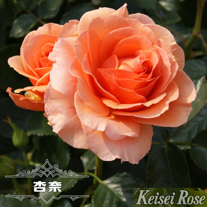 楽天市場 四季咲き バラ苗 杏奈 2年生大苗 登録品種 品種登録 苗木部 ｂｙ 花ひろばオンライン