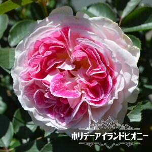 lG炫oc yzf[AChsIj[z 2Nc 6|bg