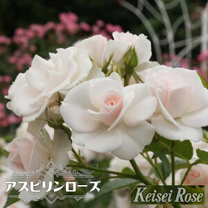 lG炫Cio yAXs[Yz 2Nc o^iEio^ y\̔z12`N1ח\