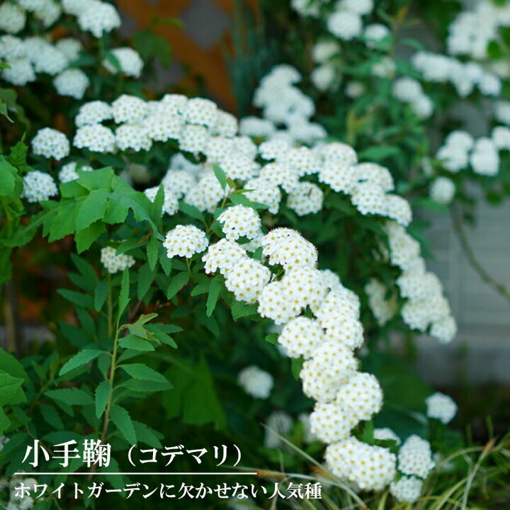 楽天市場 小手毬 コデマリ ポット苗 苗木部 by 花ひろばオンライン 楽天市場 小手毬 コデマリ ポット苗 苗木部 by 花ひろばオンライン