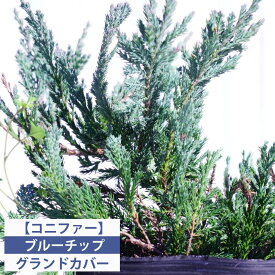 楽天市場 ブルーチップ コニファー 種類 植物 コニファー の通販