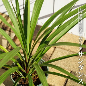 yVX[p[Z[Ώۏi RWlihZij I[XgX T_X 3|bgc   Ύ