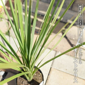 ドラセナ 苗 植木 盆栽の人気商品 通販 価格比較 価格 Com