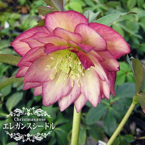 yGKXV[hz NX}X[Y 3|bg c