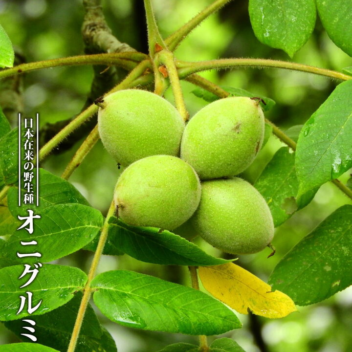 楽天市場 くるみの木 鬼胡桃 オニグルミ 2年生実生苗 スリット 鉢植え 限定販売 予約販売 11月下旬頃発送予定 苗木部 ｂｙ 花 ひろばオンライン