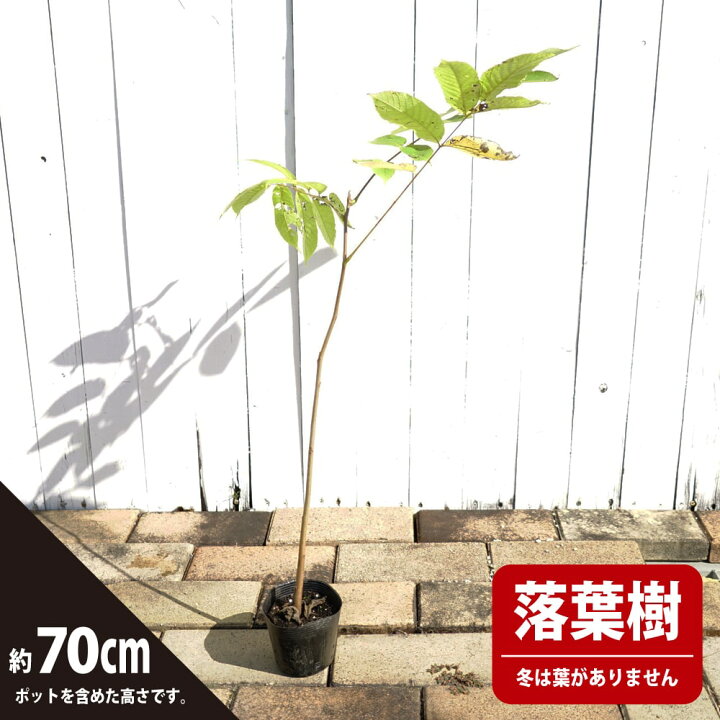楽天市場】くるみの木の苗 【鬼胡桃 （オニグルミ）】 1年生実生4号 