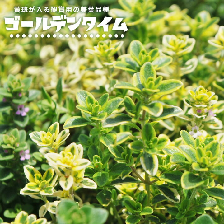 楽天市場 ゴールデンタイム 匍匐性 ハーブ 苗 3号ポット苗 苗木部 ｂｙ 花ひろばオンライン