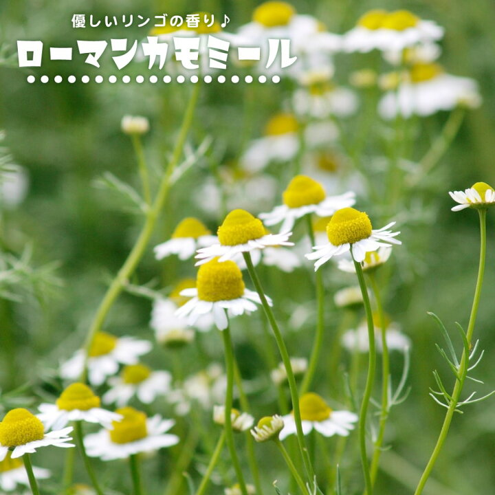 楽天市場 ハーブ 苗 ローマンカモミール 3号ポット苗 苗木部 by 花ひろばオンライン 楽天市場 ハーブ 苗 ローマンカモミール 3号ポット苗 苗木部 by 花ひろばオンライン