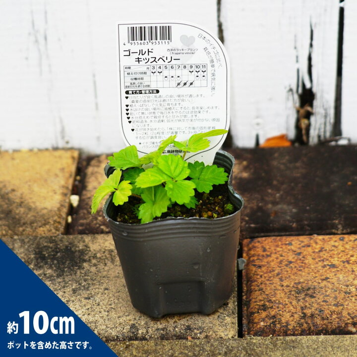 楽天市場 ハーブ 苗 ワイルドストロベリー キッスベリー ゴールド 3号ポット苗 苗木部 ｂｙ 花ひろばオンライン