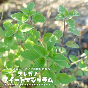 n[u c IKm XC[g}W 3|bgc