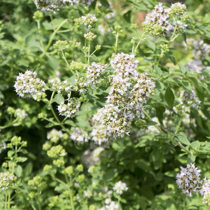 楽天市場 ハーブ 苗 オレガノ スイートマジョラム 3号ポット苗 苗木部 by 花ひろばオンライン 楽天市場 ハーブ 苗 オレガノ スイートマジョラム 3号ポット苗 苗木部 by 花ひろばオンライン