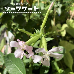 �n�[�u �c �\�[�v���[�g 3���|�b�g�c