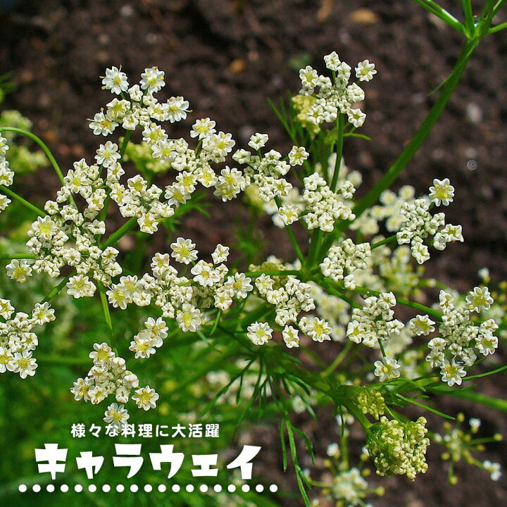 楽天市場 ハーブ 苗 キャラウェイ 3号ポット苗 苗木部 ｂｙ 花ひろばオンライン