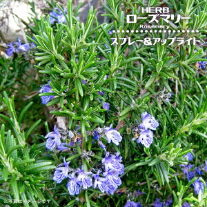 [Y}[ yXv[AbvCg ()z 3|bgc n[uc