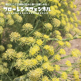 楽天市場 ハーブの苗物 種類 植物 フェンネル 苗物 ガーデニング 農業 花 ガーデン Diyの通販