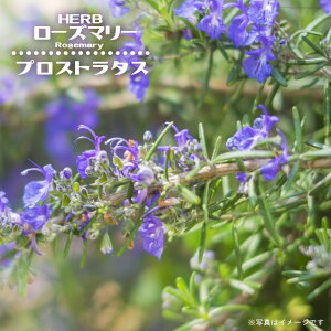 [Y}[ yvXg^X ()z 3|bgc n[uc