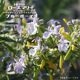 楽天市場 寄せ植え 冬 種類 植物 ローズマリー の通販
