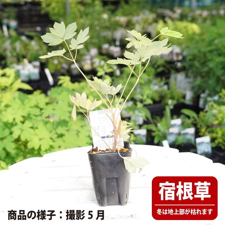 楽天市場 ディセントラ タイツリソウ ケマンソウ スペクタビリス ポット苗 宿根草 苗 多年草 耐寒性 日陰 苗木部 ｂｙ 花ひろばオンライン