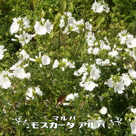 楽天市場 ジャコウアオイの通販