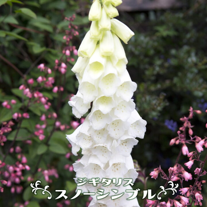 楽天市場 ジギタリス スノーシンブル ポット苗 予約販売 10月下旬頃発送予定 苗木部 ｂｙ 花ひろばオンライン