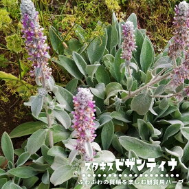 楽天市場 宿根草 種類 植物 ハーブ ハーブの苗物 苗物 ガーデニング 農業 花 ガーデン Diyの通販